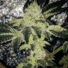 Keepitgrowing247