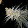 IdMarryJane