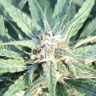 KabillionBuds