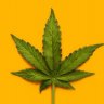LucasMR