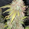 KountryBud
