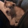 FunGuyWolf