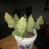 POORMANGROW