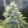 Ganesha420