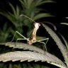 Namlebug