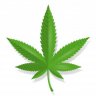 Bambus420
