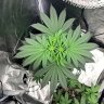 alander420