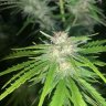 Stoner42013827