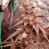 Fielsgudgenetics