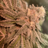 DOUGHBOYZEXOTICS