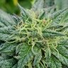 pnw_home_grown