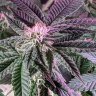 KindBud4208i