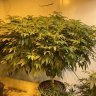 Magicgreen