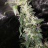 MayGrower420