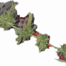 Growdom