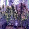 Thisbudz32
