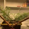 SaturdayNightSativa