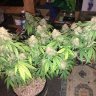 stinkydank