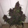budsymalone