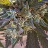 gdpurp