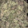 Grow4Gold