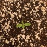 GreeneGrower