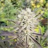 PlantMedium