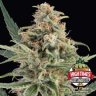 gardener60