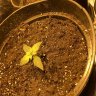 Thegreen420