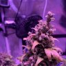 Brgreen