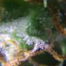 MegaStoner420