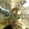 growdrunk
