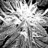Budd