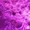 philzfree420now