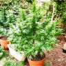 King_Cannabis