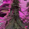 pincannabis