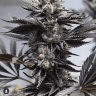 Suavekasso