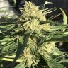 Highdesert420