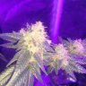 KingKush1130