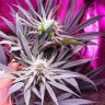 Notamastergrower