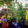 BunnysGarden
