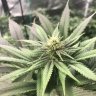Basementgrower