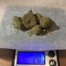 vegasweedman
