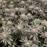 HighAltitudeFarm