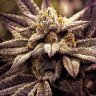 Topnug209