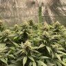 growchump