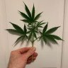 leafboho