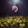 Sbelle0277