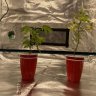 DrGreenThumb905
