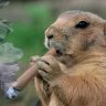 notillgopher